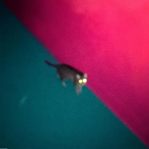 !!! (Chk Chk Chk) Wallop – COMPACT DISCS
