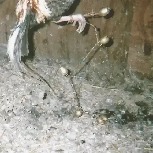 Kramp Nervous Rattles – VINYL LP